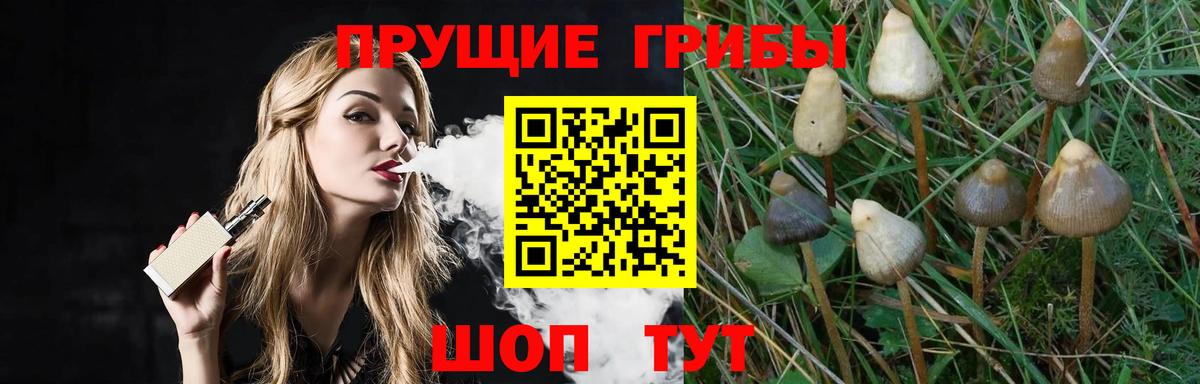 даркнет сайт  Галлюциногенные грибы GOLDEN TEACHER  Ачхой-Мартан  Вход с VPN  Псилоцибиновые грибы Magic Shrooms 